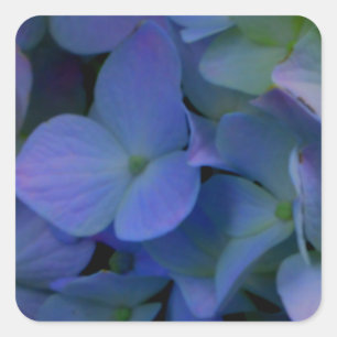 Sticker Carré Violet violet rose bleu hydrangée fleurie