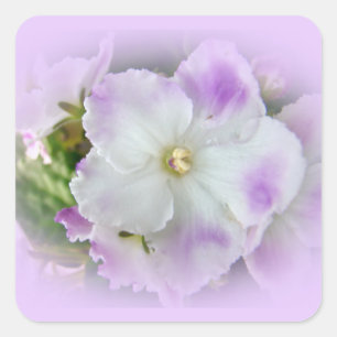 Sticker Carré Violettes africaines violettes et blanches