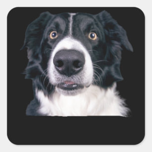 Sticker Carré Visage de chien noir et blanc