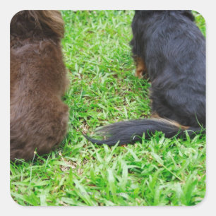 Sticker Carré Vue arrière de deux chiens Dachshund