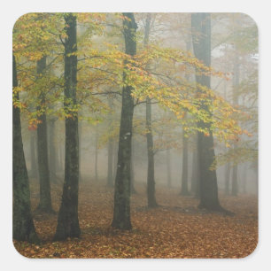 Sticker Carré Vue automnale d'une forêt brumeuse, Grandfather 3