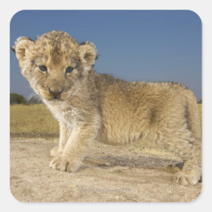 Sticker Carré Vue du jeune lionceau (Panthera leo), en regard