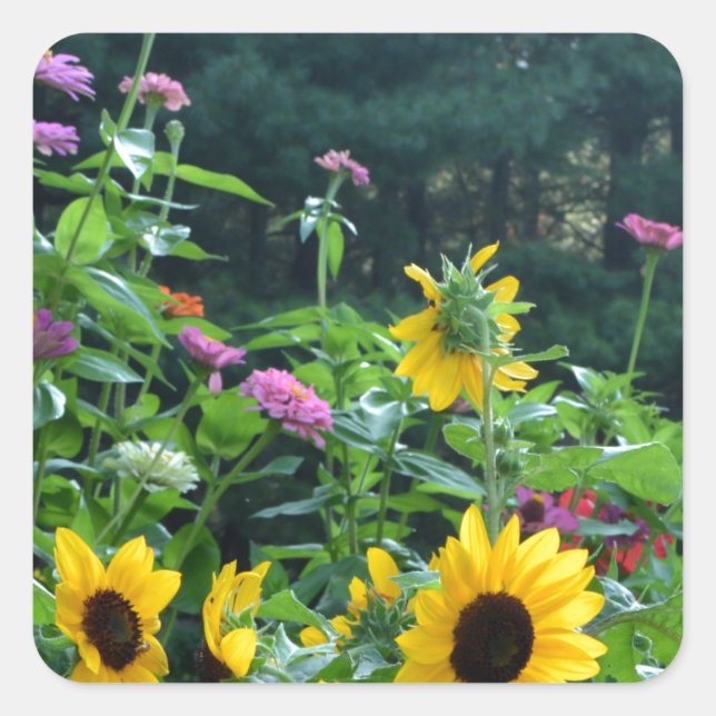 Sticker Carré Vue jardin, marguerites, cosmos, tournesols (Devant)
