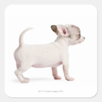 Vue latérale de Chihuahua Chiuppy (10 semaines)