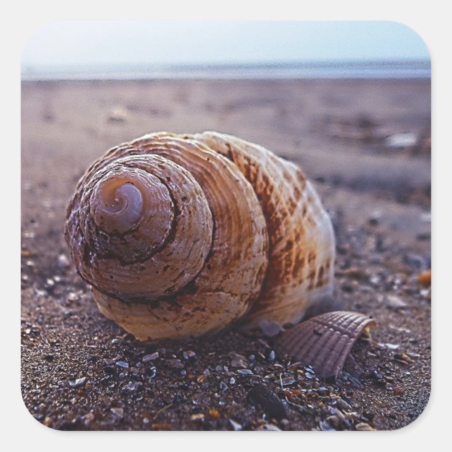 Sticker Carré Vue Macro D'Une Coquille Spirale (Devant)