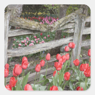 Sticker Carré WA, Skagit Valley, Roozengaarde Tulip Garden,
