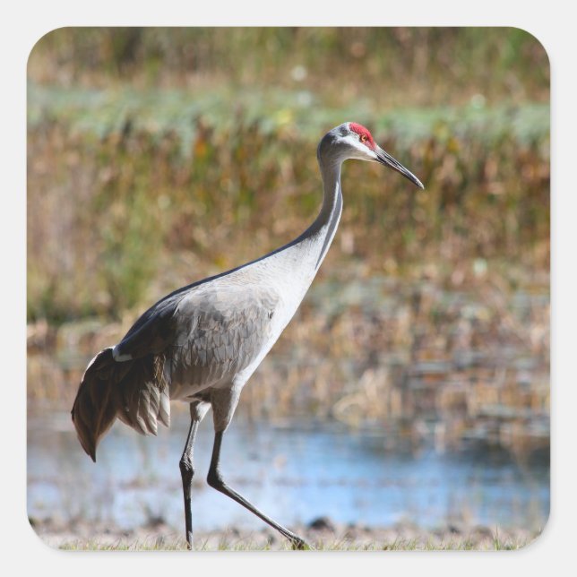 Sticker Carré Walking Tall - Sandhill Crane (Devant)