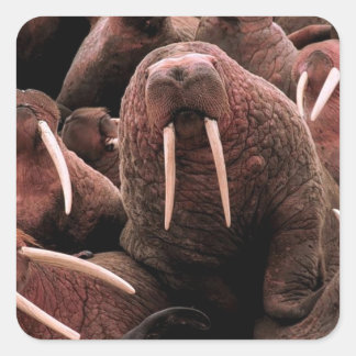 Sticker Carré Walrus