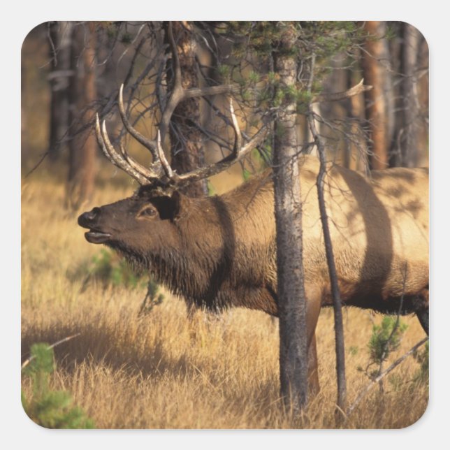Sticker Carré wapiti, Cervus elaphus, bull bourdonne dans un brû (Devant)