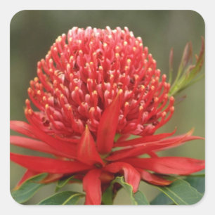 Sticker Carré Waratah en fleur, fleurs australiennes