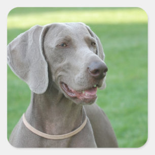 Sticker Carré Weimaraner