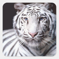 White Bengal Tiger Photographe