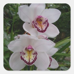 Sticker Carré White Orchids Beautiful Tropical Flowers