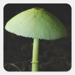 Sticker Carré Wild Mushroom Photo 