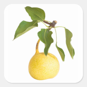 Sticker Carré Wild pear