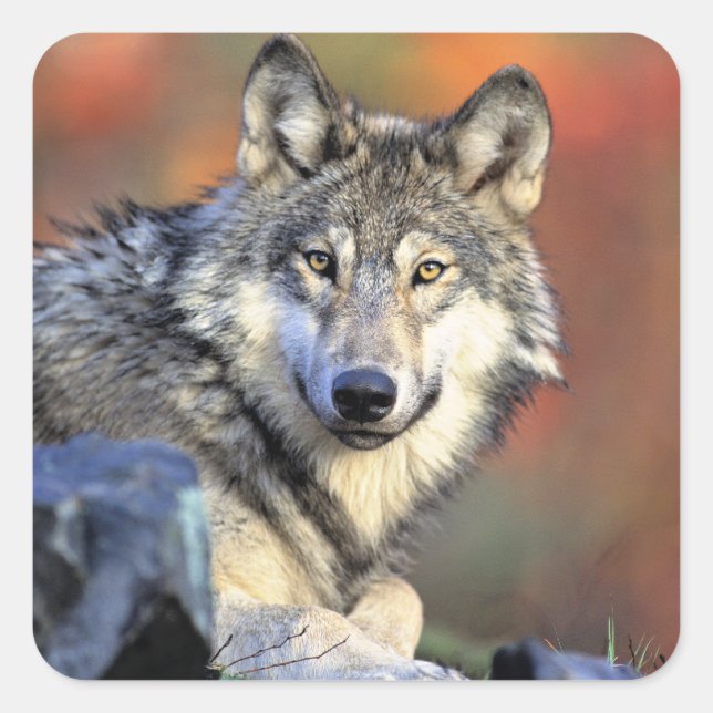 Sticker Carré Wolf Portrait (Devant)