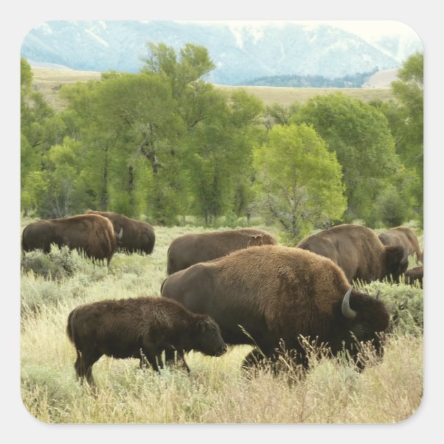 Sticker Carré Wyoming Bison Nature Animal Photographie (Devant)