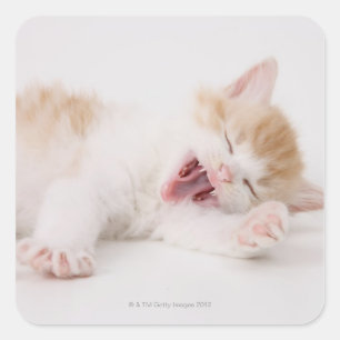 Sticker Carré Yawning Kitten sur Arrière - plan blanc.
