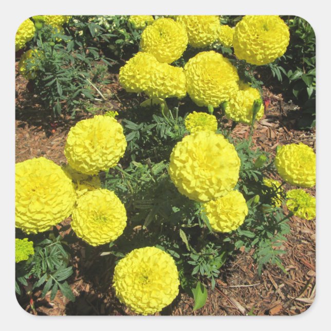 Sticker Carré Yellow Pompom Marigold Garden Plants (Devant)