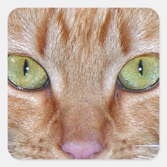 Sticker Carré Yeux de chat orange (Devant)