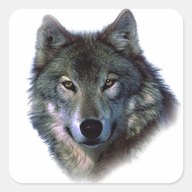 Sticker Carré Yeux de loup gris (Devant)
