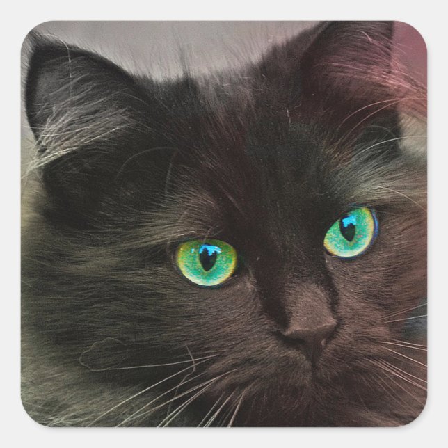 Sticker Carré Yeux verts chats (Devant)