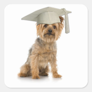 Sticker Carré Yorkie Chien avec Casquette de diplôme