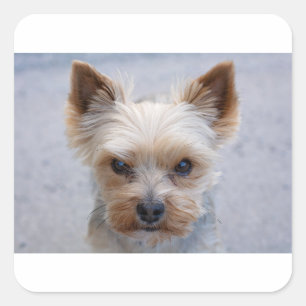 Sticker Carré yorkie désapprouvant