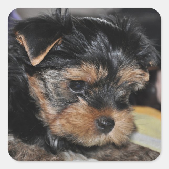 Sticker Carré Yorkshire Terrier (Devant)