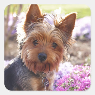Sticker Carré Yorkshire Terrier