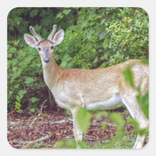 Sticker Carré Young Buck in Velvet