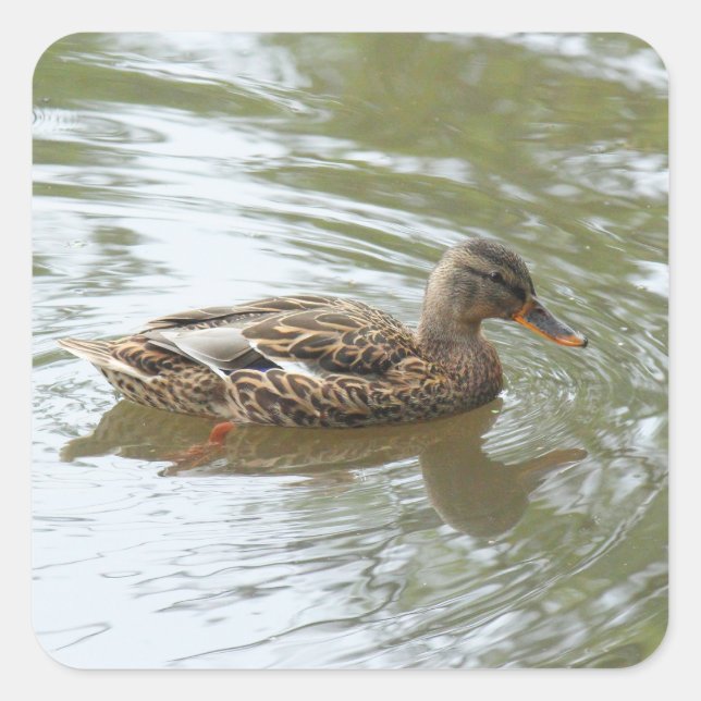 Sticker Carré Young Mallard Duck - Roath Park Lake, Cardiff, UK (Devant)