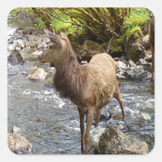Sticker Carré Young Red Deer (Devant)