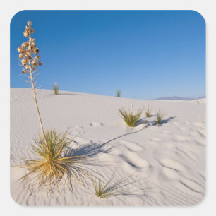 Sticker Carré Yucca eléphantipède, ombre longue, dunes transvers