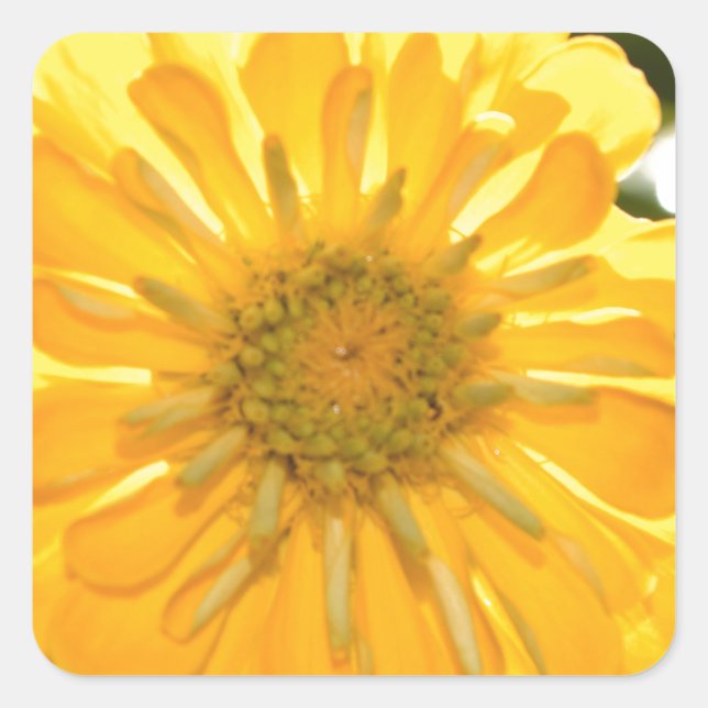 Sticker Carré Zinnia jaune, marguerite jaune, fleur jaune (Devant)
