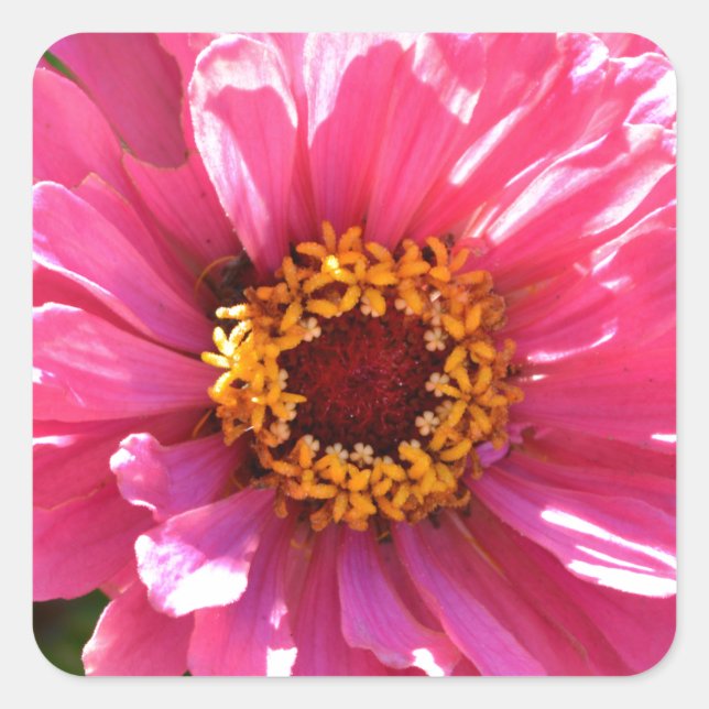 Sticker Carré Zinnia rose (Devant)