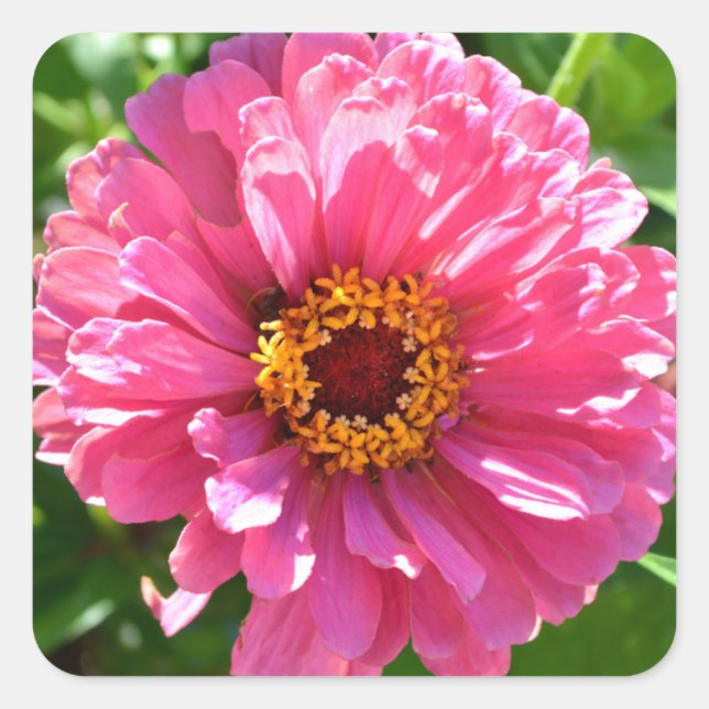 Sticker Carré Zinnia rose, fleur rose, photo florale rose (Devant)