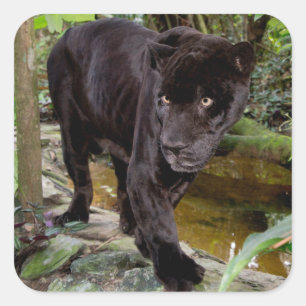 Sticker Carré Zoo de Belize City. Panthère noire