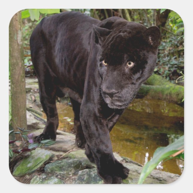 Sticker Carré Zoo de Belize City. Panthère noire (Devant)