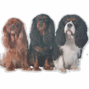 Sticker Cavalier King Charles Spaniel Chien Chien Chien Ch