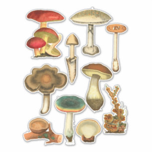 Sticker Champignons Champignons Jardin botanique Plante