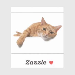 Sticker Chat Orange Posé En Bas