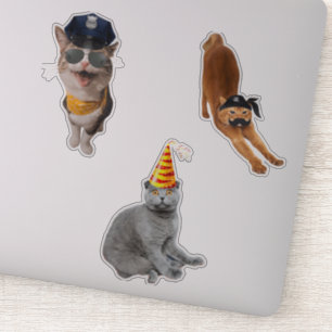 Sticker Chat Portant des lunettes de soleil