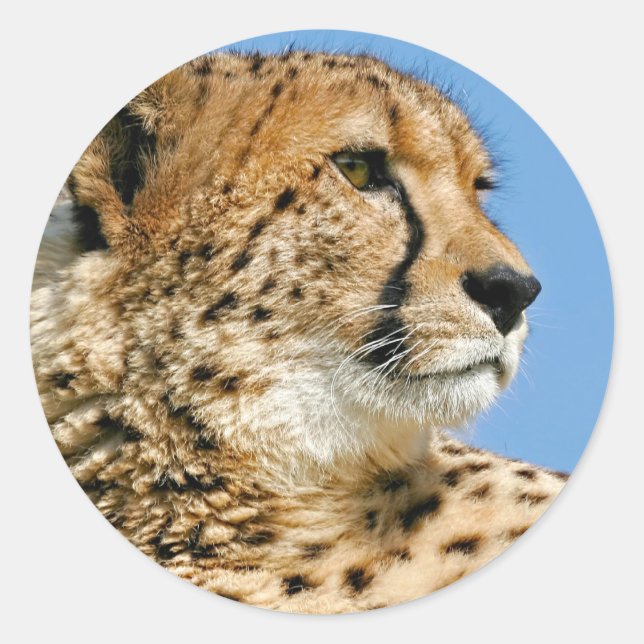 Sticker Cheetah (Devant)