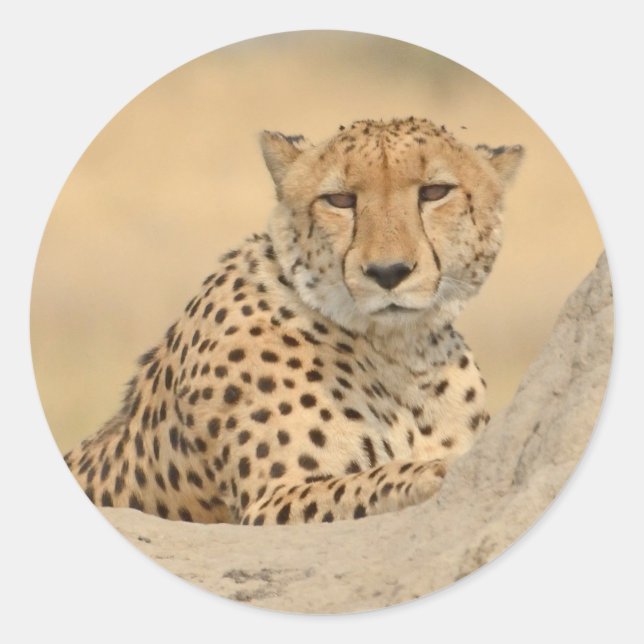 Sticker Cheetah Gaze (Devant)