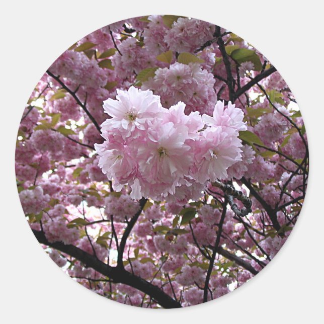 Sticker Cherry Blossoms (Devant)