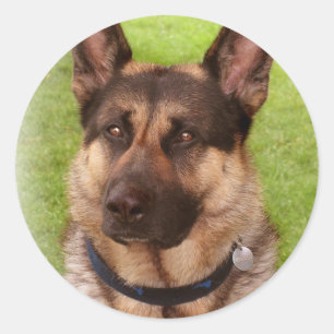 Sticker chien berger