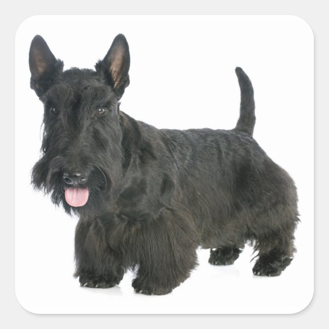 Sticker Chien Chien Chien Chien Chien Noir Écossai (Devant)