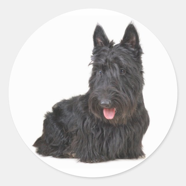 Sticker Chien Chien Chien Chien Chien Noir Écossai (Devant)