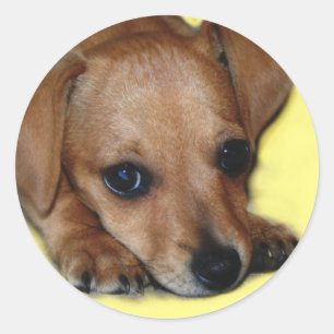 Sticker Chiweenie